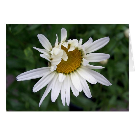 Daisy Flower PHotography (Voorkant Horizontaal)