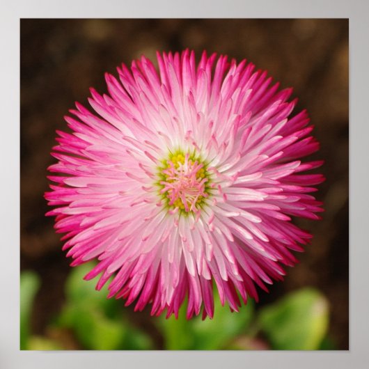 Daisy Flower - Poster (Devant)