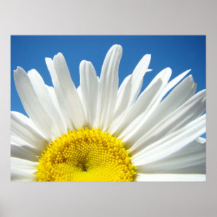 Daisy Flower poster Blue Sky Floral Feestdagen