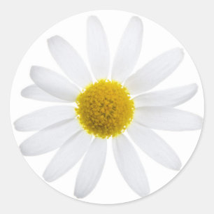 Daisy flower ronde sticker
