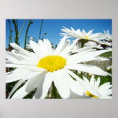Daisy Flowers art prints White Daisies Blue Sky (Voorkant)