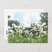 Daisy Flowers do-it-yourself carte postale (Devant / Derrière)
