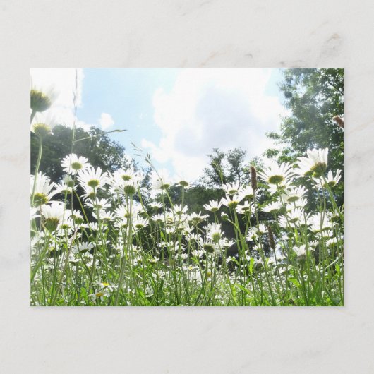 Daisy Flowers do-it-yourself carte postale (Devant)