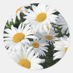 Daisy Flowers Groen White Ronde Sticker