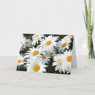Daisy Flowers Growing White Kaart