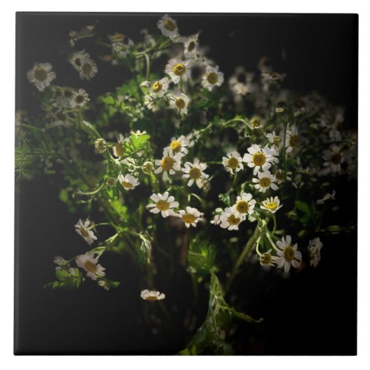 Daisy, Flowers Tegeltje (Voorkant)