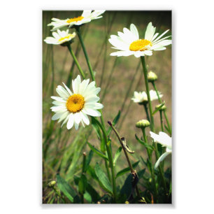 Daisy Foto Afdruk