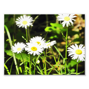 Daisy Foto Afdruk