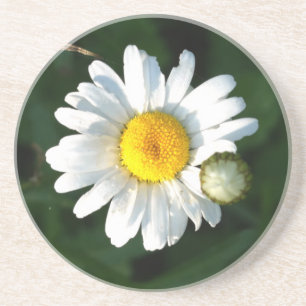 Daisy Foto Zandsteen Drink Onderzetter