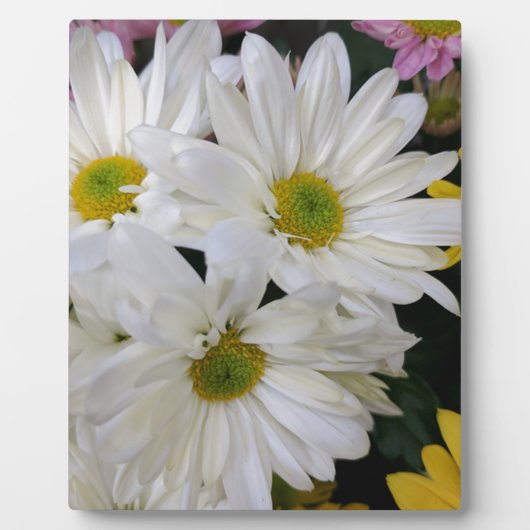 Daisy Fotoplaat (Voorkant)