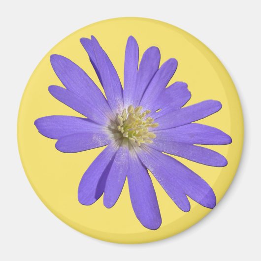 Daisy Frigo Magnet Blue Flower Daisy Cadeaux (Devant)