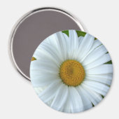 Daisy Frigo Magnet Fleur joyeuse Daisy Daisy Cadea (Recto/Verso)
