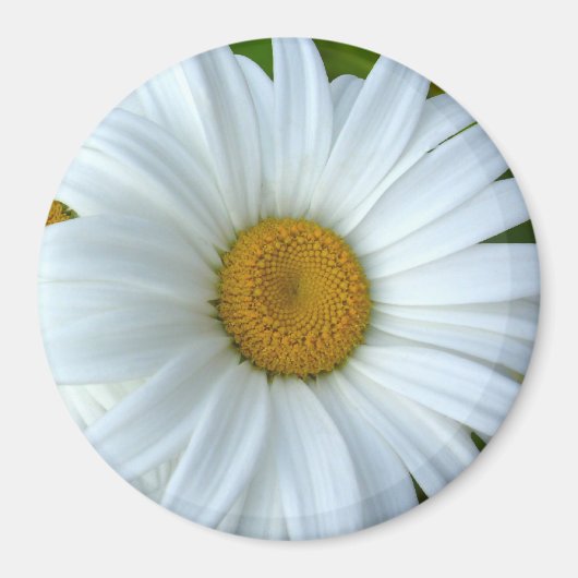 Daisy Frigo Magnet Fleur joyeuse Daisy Daisy Cadea (Devant)
