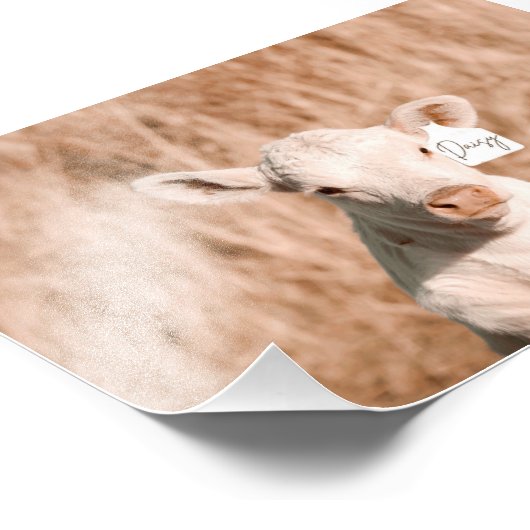 Daisy het Schattigee witte kalf in Golden Meadow Foto Afdruk (Hoek)