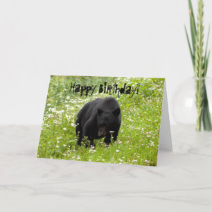 Daisy het zwarte Beer; Happy Birthday Kaart