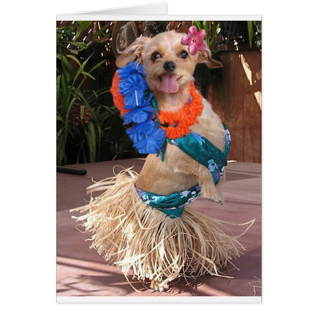 Daisy II - Hula Daisy (Voorkant)