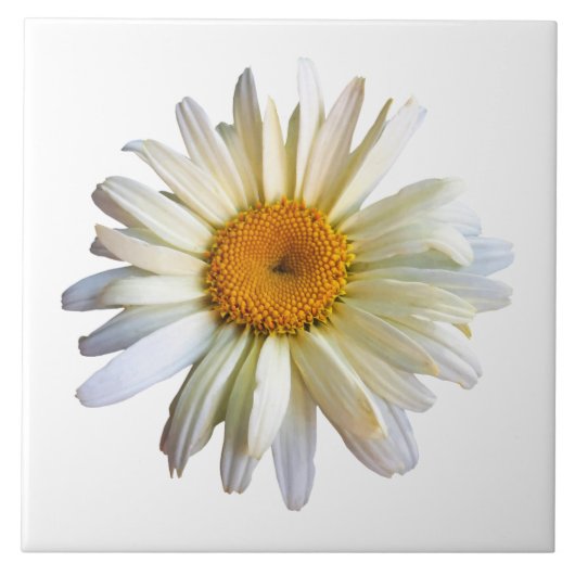 Daisy kijkt omhoog tegeltje (Voorkant)