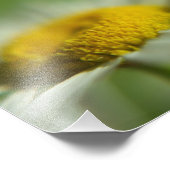 Daisy Macro Foto Afdruk (Hoek)