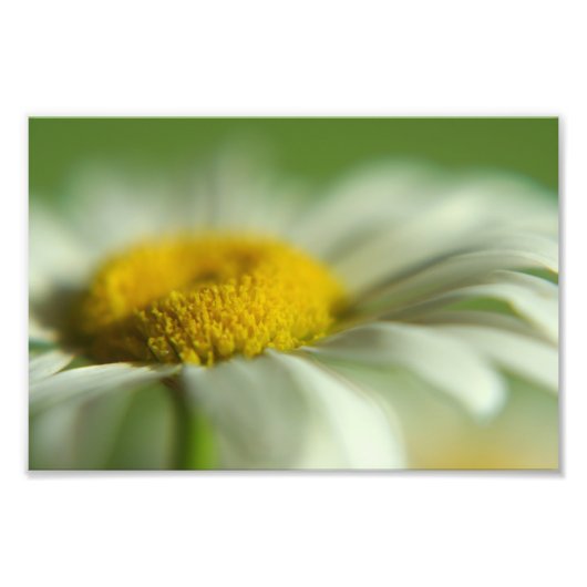 Daisy Macro Foto Afdruk (Voorkant)