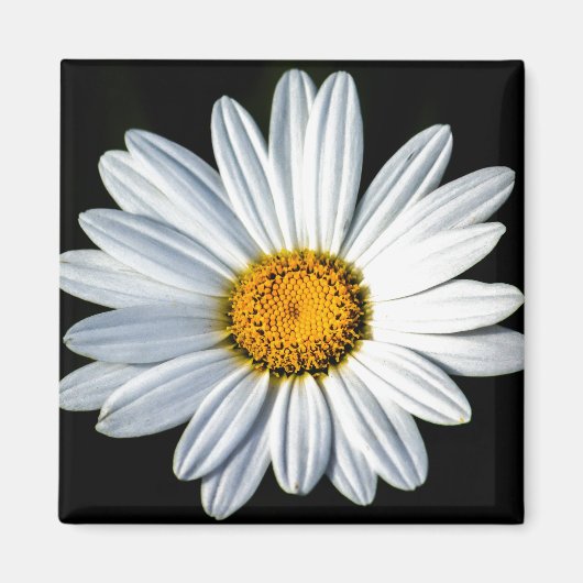 Daisy Mae Magnet Magneet (Voorkant)