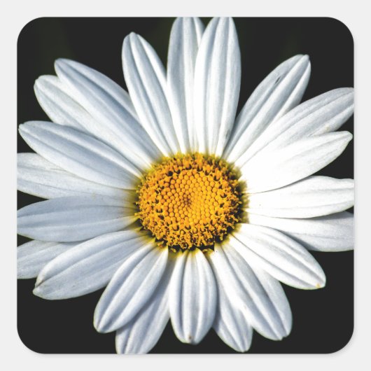 Daisy Mae Sticker (Voorkant)