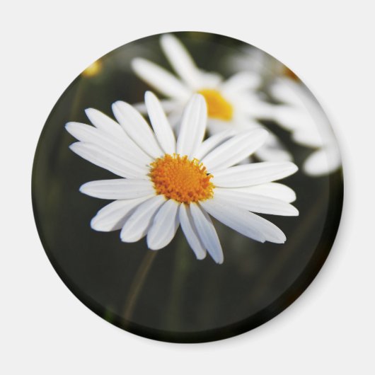 Daisy Magneet (Voorkant)