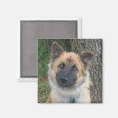 Daisy Magneet (Voorkant / Achterkant)