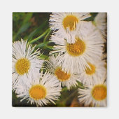 Daisy Magneet (Voorkant)