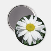 DAISY MAGNET (Recto/Verso)