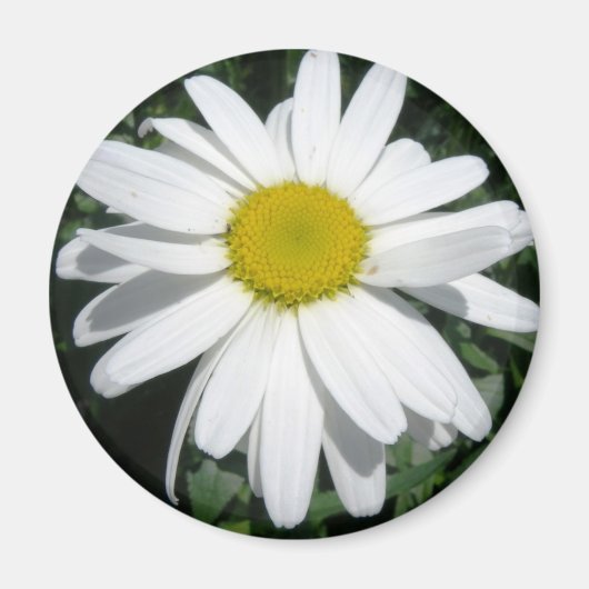 DAISY MAGNET (Devant)
