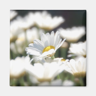 Daisy Magnet Magneet