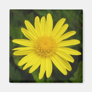 Daisy Magnet Magneet