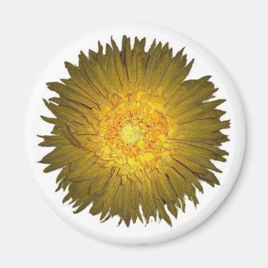 Daisy Magnet Magneet (Voorkant)