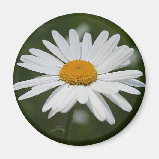 Daisy Magnet Magneet (Voorkant)