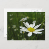 Daisy Meadow Briefkaart (Voorkant / Achterkant)