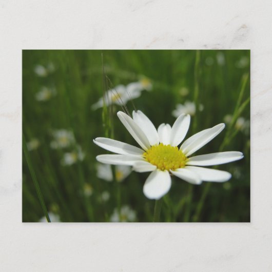 Daisy Meadow Briefkaart (Voorkant)