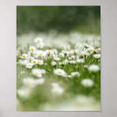 Daisy Meadow Poster (Voorkant)