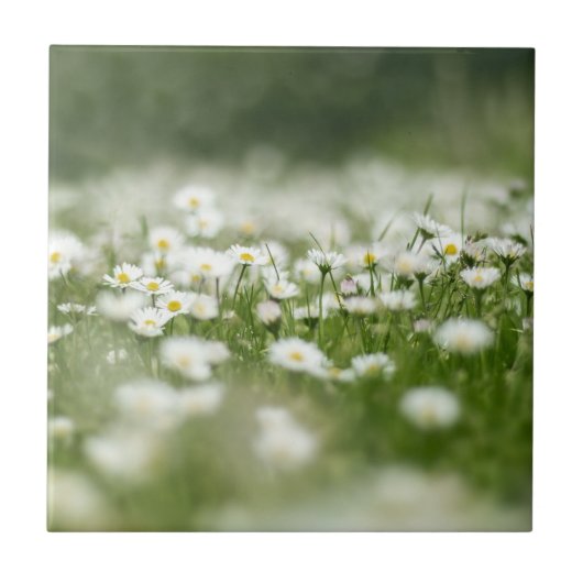Daisy Meadow Tegeltje (Voorkant)
