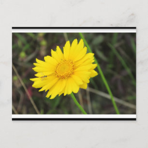 Daisy met Bee Briefkaart postcrossing