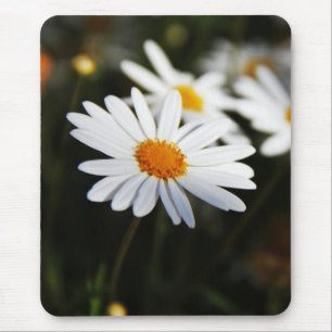 Daisy Muismat