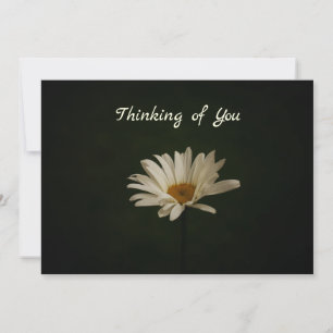 Daisy on Dark Background Photo Blank Kaart