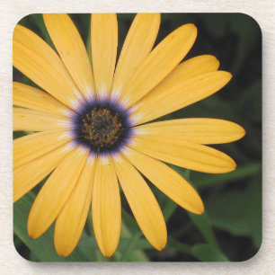 Daisy Onderzetter