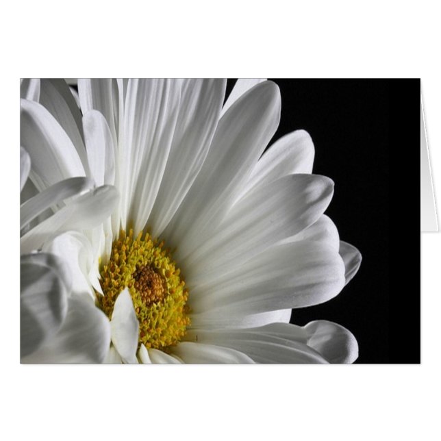 Daisy op zwarte achtergrond (Voorkant Horizontaal)