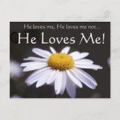 Daisy op zwarte achtergrond briefkaart (Voorkant)