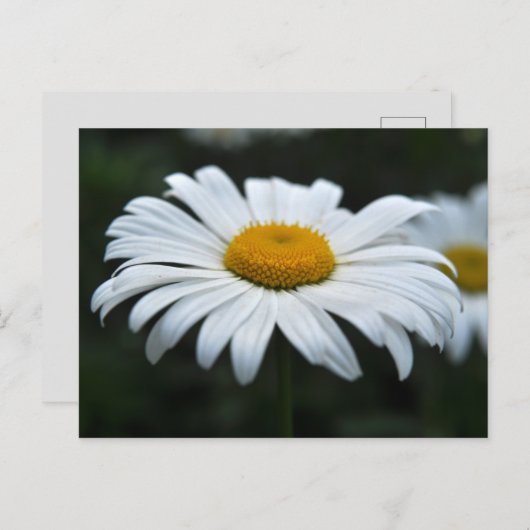 Daisy - Opschieten Briefkaart (Voorkant / Achterkant)