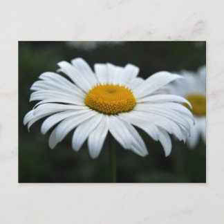 Daisy - Opschieten Briefkaart