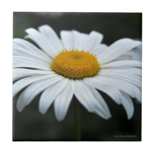 Daisy - Opschieten Tegeltje