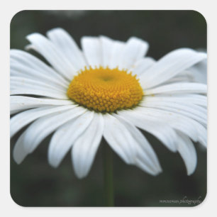 Daisy - Opschieten Vierkante Sticker