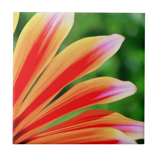 Daisy Petals Tegeltje (Voorkant)