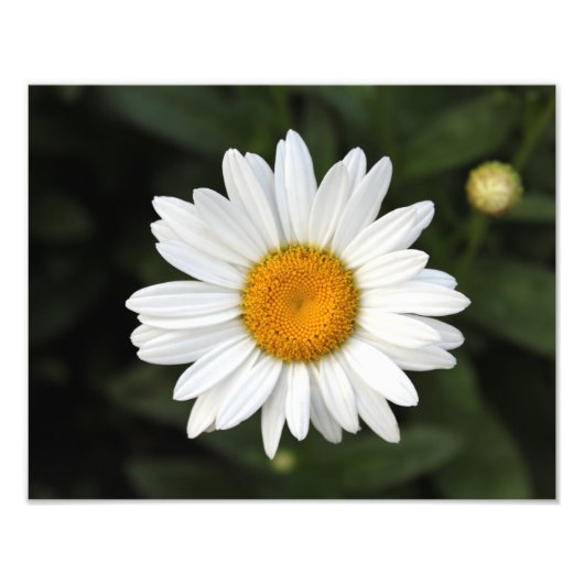 Daisy Photo Foto Afdruk (Voorkant)
